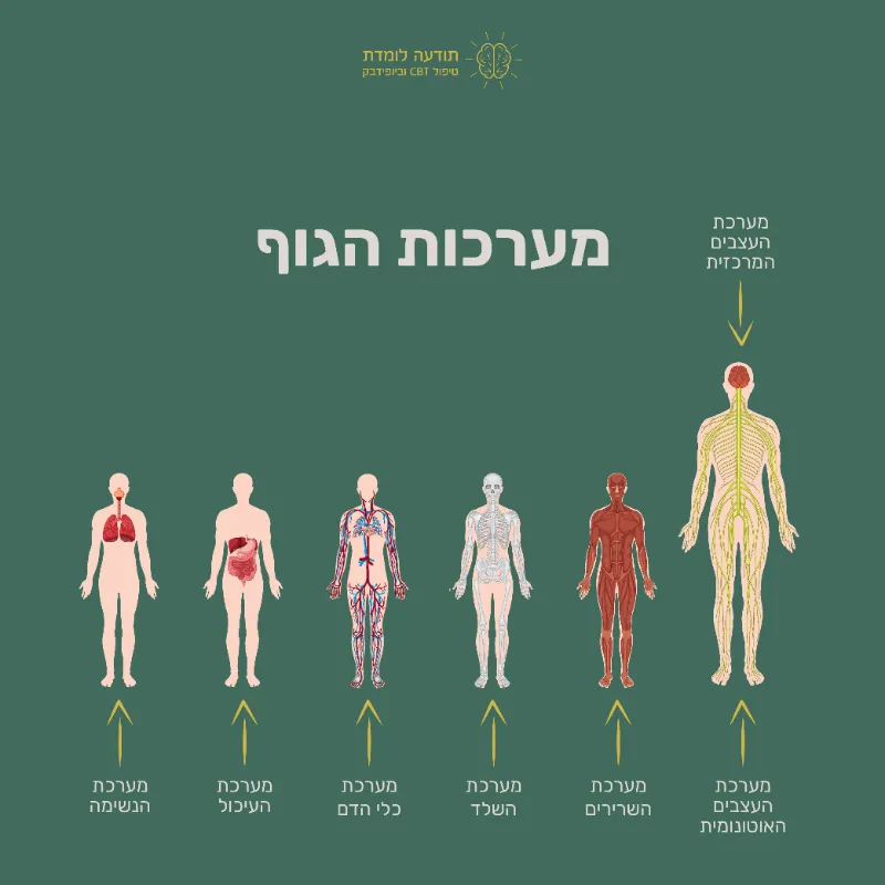 מערכות הגוף